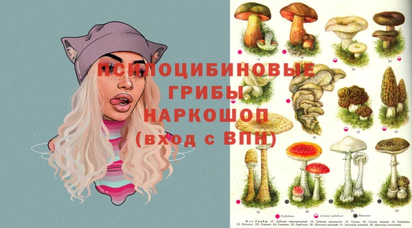 прущие грибы Каменногорск